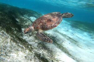 tortue