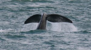 Whale's tail fluke rising from the sea as it dives, with water spraying around it.