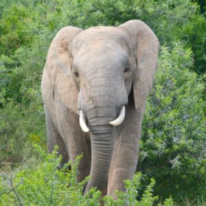 Close-up view of an adult elephant facing the camera, tusks visible, standing amid dense green shrubs and foliage.