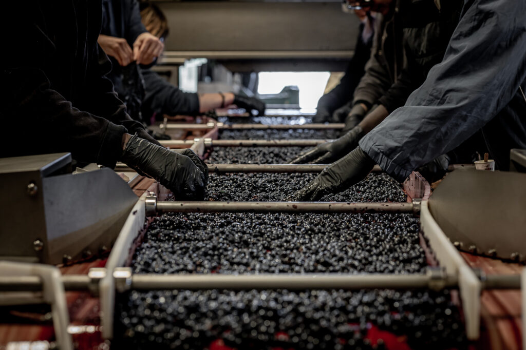 Workers in gloves sort small dark berries on a moving conveyor in a food processing plant.
