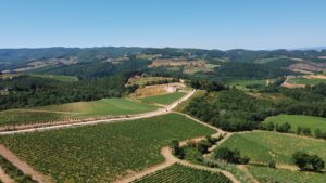 Vineyards_La_Massa - Marks Meanderings Aerial view of rolling vineyard hills with a winding dirt road and a farmhouse in the distance under a clear blue sky, olive-green rows stretching across the landscape.