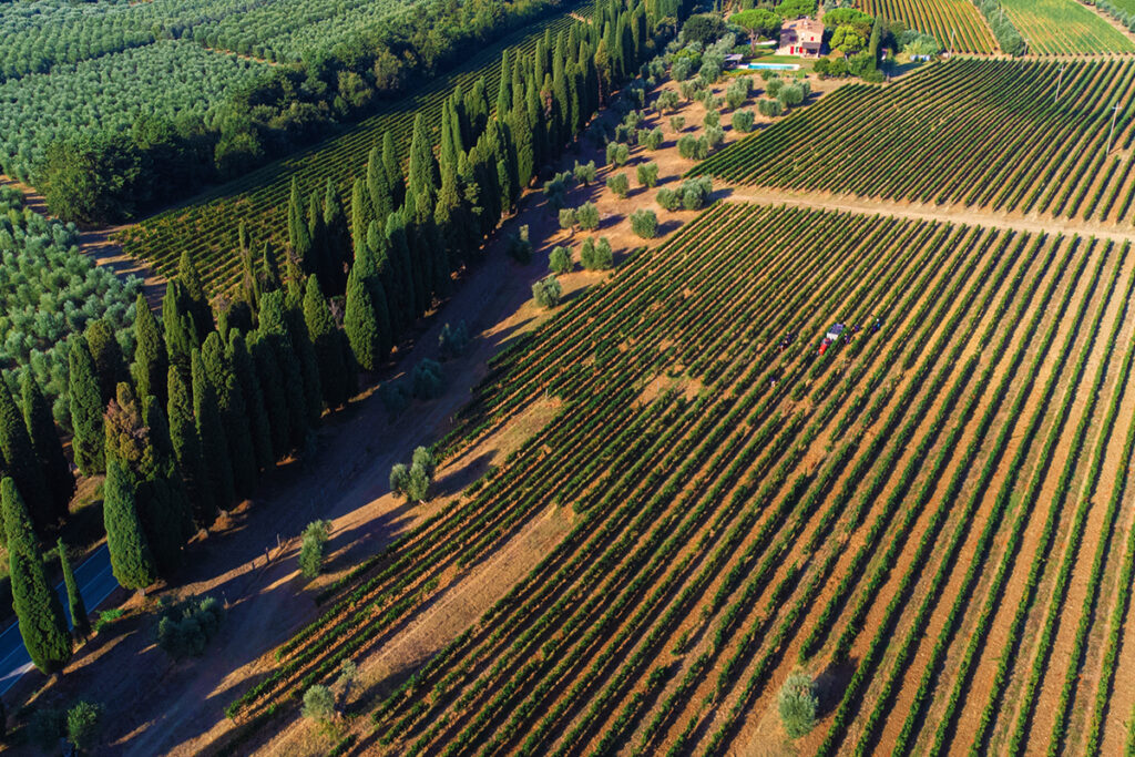Aerial view of vineyard rows extending across rolling hills with a line of tall cypress trees and a farmhouse in the distance.