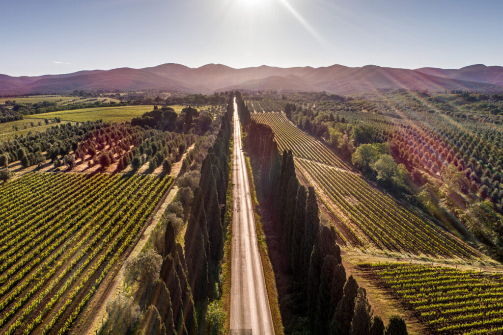 A rural road cuts between rows of vineyards with tall trees along the sides, extending toward distant mountains under a bright sky.